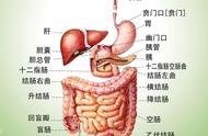 小肠里的消化酶有哪些（小肠中有哪种消化酶）