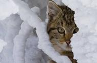 猫冬季需要盖被子吗（天冷了猫需要盖被子吗）