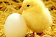 鸡蛋孵化1-21天照蛋图（只要10秒孵化一只小鸡的方法）