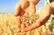 宝鸡塬上的小麦高产品种有哪些（宝鸡地区适合种的小麦品种）