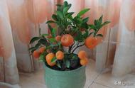 盆栽橘子树的养殖方法（柠檬树盆栽三大忌）