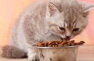 自制猫饭可以加米饭吗（自制猫饭需要加营养膏吗）