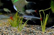 玻璃猫鱼的正确繁殖方法（玻璃鱼的繁殖方法和注意事项）