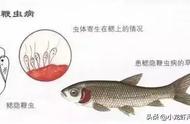 鱼类寄生虫图谱（鱼的寄生虫图片大全）