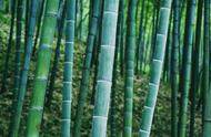 竹子生长的时间为几年（竹子一般在几月份生长）