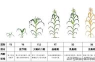 玉米种子结构及作用示意图（玉米种子的结构示意图）