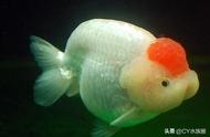 兰寿金鱼的颜色有哪几种最受欢迎（兰寿金鱼颜色等级图片）