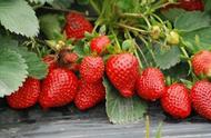 露地草莓种植有什么好品种（露地草莓的种植方法及收益怎么样）