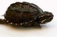 果核龟最好的饲养环境（果核龟适合在黑色环境养吗）
