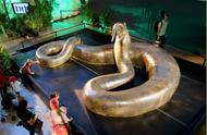 现在世界上最大的蟒蛇是什么蟒蛇（世界上最大的蟒蛇有哪些）