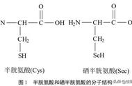 氨基酸一共分为几种（氨基酸可以分为哪几种）