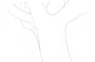树的十二种画法钢笔画（钢笔画各种树教程）