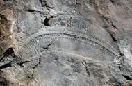 世上最古老的化石在哪里（世界上保存最完美的化石）