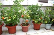 柿子可以在花盆里种吗（在家花盆种柿子方法）