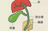 胆汁的分泌及途径图解（胆汁的分泌和储存的位置）