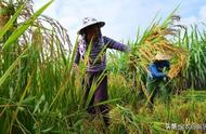 十三个高产水稻品种（2022年水稻高产品种有哪些）