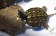 眼斑龟的正确养殖方法（斑点龟的饲养方法）