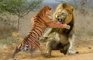 老虎能吃了狮子吗（老虎能吃掉狮子吗）