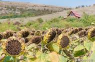 碱性土壤适合种什么庭院花（碱性土壤适合种植什么花卉盆栽）