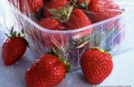 草莓放冰箱好还是常温保鲜好（草莓可以放冰箱冷藏里保存吗）