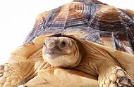 马来闭壳龟寿命（闭壳龟能活多少年）