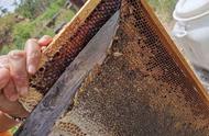 蜂蜜的十大特点（蜂蜜的特性和特点）