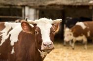西门塔尔牛的养殖技术及饲养方法（西门塔尔牛的养殖技术要点）