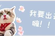 怎么挑选到不闹人的小猫咪（怎样挑只好猫）