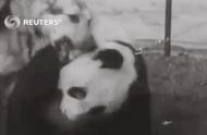 关于熊猫的真实简短小故事（关于熊猫的睡前故事文字版）