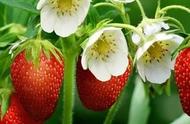 草莓苗种植方法全过程（一棵草莓可以活多久）