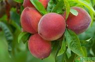 各大最甜极早熟的桃品种