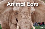 英语ears怎么读（ear英文正确发音）