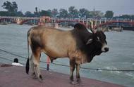 为什么印度的牛吃得比印度人还好（印度人对牛做了什么）