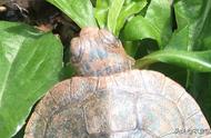 巴西红耳龟多少厘米才能下蛋（巴西红耳龟下蛋征兆）