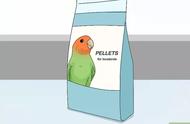 牡丹鹦鹉的饲养方法（牡丹鸟出售600元）
