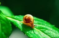 蜗牛是从什么中生长出来的（蜗牛是怎么生长出来的）