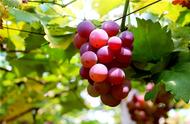 葡萄成熟季节是几月份（葡萄是在哪个季节成熟）