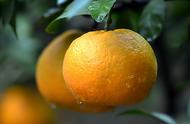 柑橘幼树如何管理（脐橙幼树10月施什么肥好）