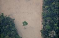 巴西保护热带雨林的环境效益（巴西保护森林的具体措施）