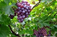 巨峰系葡萄有哪些品种（巨峰葡萄是一个品种吗）