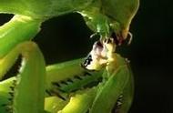 昆虫记螳螂的哪些特点和生活习性（昆虫记中螳螂的生活习性外形特征）