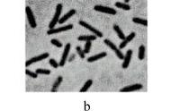 g菌和g菌细胞壁比较（g+菌和g-菌细胞壁的主要区别）
