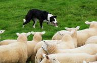 羊群为什么听牧羊犬的（牧羊犬为什么能保护羊群呢）