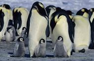 企鹅的身高和寿命一般是多少（企鹅寿命为什么那么长）
