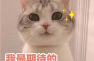 如何养小猫咪才是正确的（养小猫咪小技巧有哪些方法）