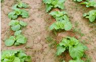 如何防止种菜泥土结块（菜园结块的土怎么弄散）
