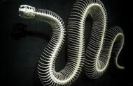 世界最长的蛇有多少米（世界最毒的毒蛇第一名）