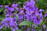 紫罗兰花有几种（紫罗兰花的照片图片）
