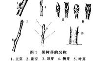 苹果树开花分公母吗（苹果树有母树和公树之分吗）