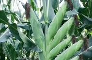玉米一株多穗新品种，超密植高产大穗型玉米新品种